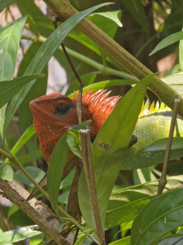 Phoenix-Retreat-Sri-Lanka-Holiday-Home-in-Hikkaduwa WA0001