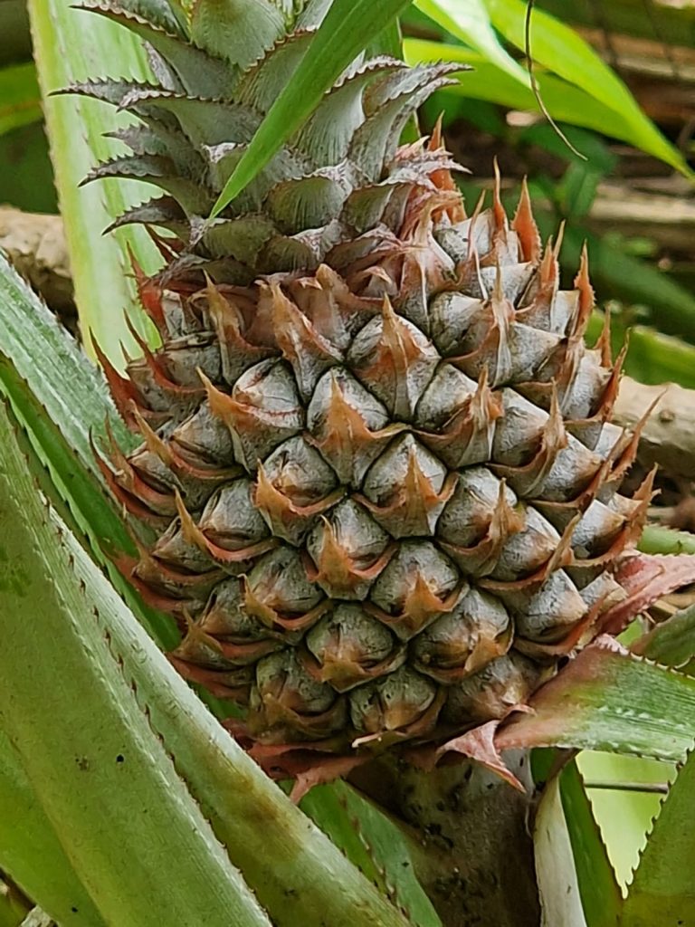 Phoenix-Retreat-Sri-Lanka-Holiday-Home-in-HikkaduwaWA0003